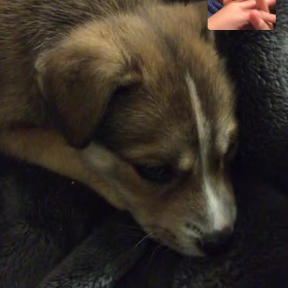 Meet your Posher, Sophia - Picture 1 of 1